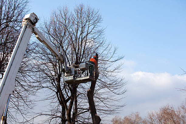 Best Arborist Consultation Services  in Rlsbad, CA